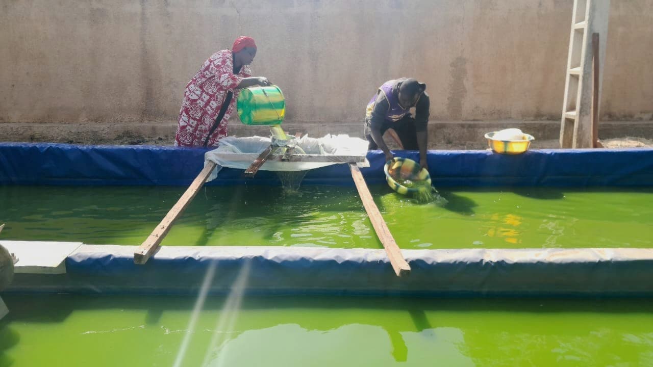 Relance de la culture de la spiruline à Safo au Mali